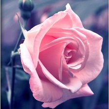 Схема вышивки «Роза»