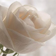 Схема вышивки «Белая роза»