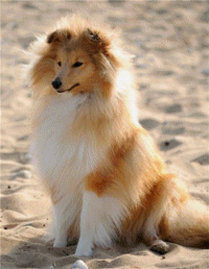 шелти - животные, шелти, собаки - предпросмотр