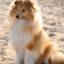 Схема вышивки «шелти»