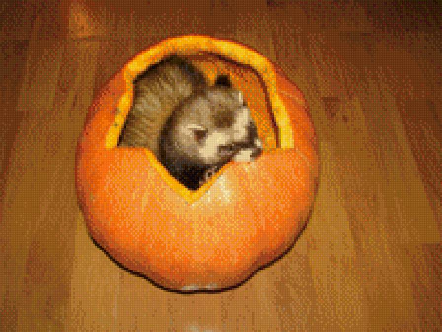 Шико на Хеллоуин - хеллоуин, тыква, хорек - предпросмотр