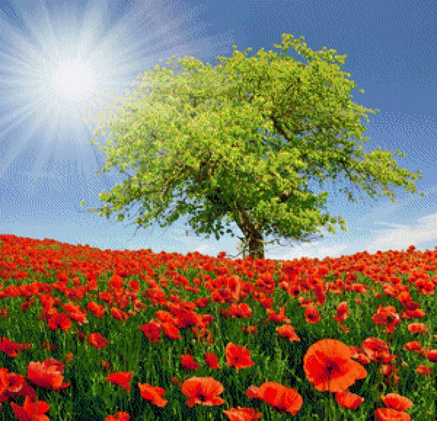 Маковое поле - предпросмотр