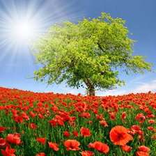 Схема вышивки «Маковое поле»