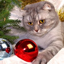 Схема вышивки «Котик»