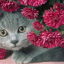 Схема вышивки «Котик»