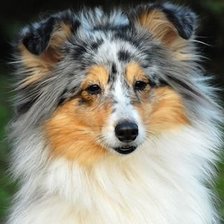 Схема вышивки «шелти»