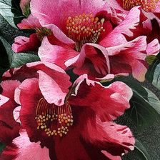 Схема вышивки «Пионы»