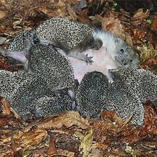 Схема вышивки «ёжики»