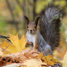 Схема вышивки «белка2»