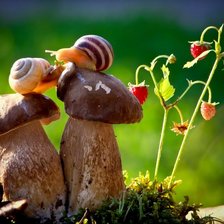 Схема вышивки «Улиточки Вячеслава Мищенко. "Влюбленные"»