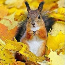 Схема вышивки «белка3»