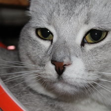 Схема вышивки «мой кот барсик»