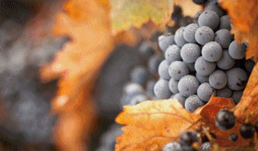 виноград - виноград, фрукт, ягоды - предпросмотр