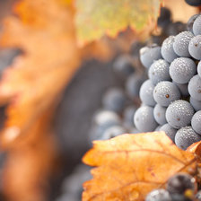 Схема вышивки «виноград»