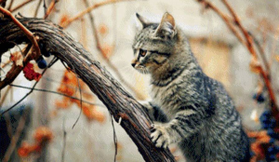 котенок - животные, котенок - предпросмотр