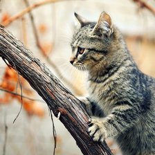 Схема вышивки «котенок»