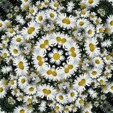 Схема вышивки «Ромашки»