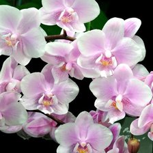 Схема вышивки «Орхидеи»