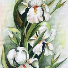 Схема вышивки «белый ирис»