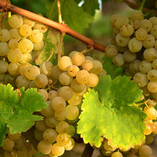 Схема вышивки «виноград»