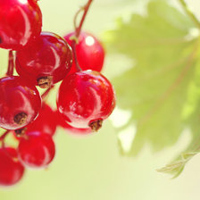 Схема вышивки «красная смородина»