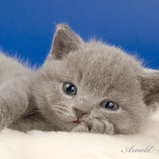 Схема вышивки «животные»