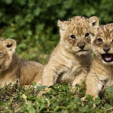 Схема вышивки «животные»