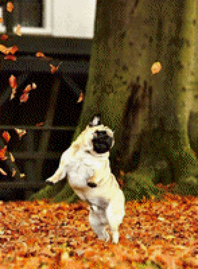 Мопсюша - предпросмотр