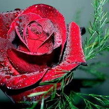 Схема вышивки «Роза»