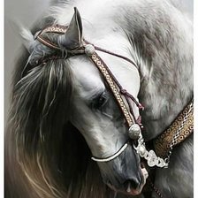 Схема вышивки «Строптивый конь»