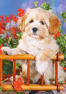 песик - щенки, собаки, животные, собачки, цветы - оригинал