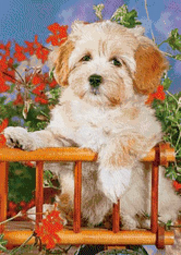 песик - собачки, собаки, щенки, цветы, животные - предпросмотр