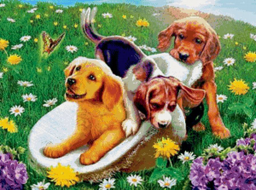 поиграем? - цветы, собаки, собака, животные, собачки, щенки - предпросмотр