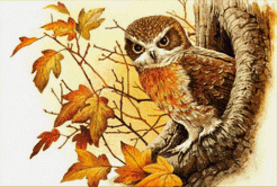 Осенняя сова. - сова, птица, осень - предпросмотр