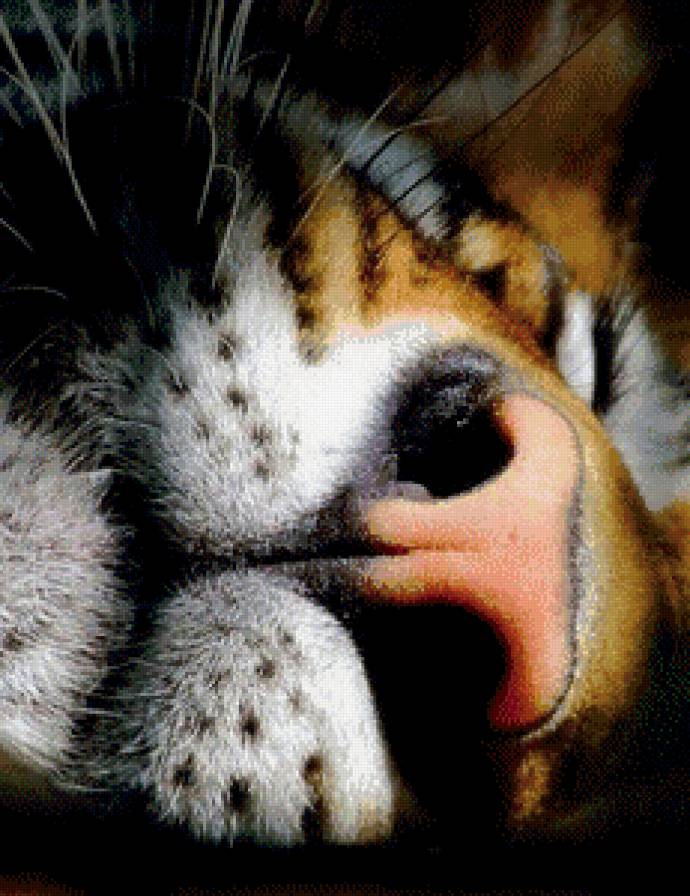 тигр - тигр, хищник, животные - предпросмотр