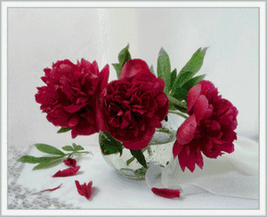 піони - предпросмотр