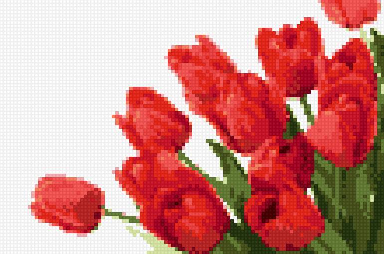 тюльпаны на белом - цветы, тюльпаны - предпросмотр