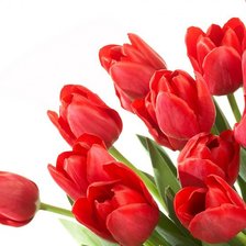 Схема вышивки «тюльпаны на белом»