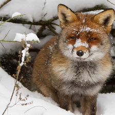 Схема вышивки «лиса»