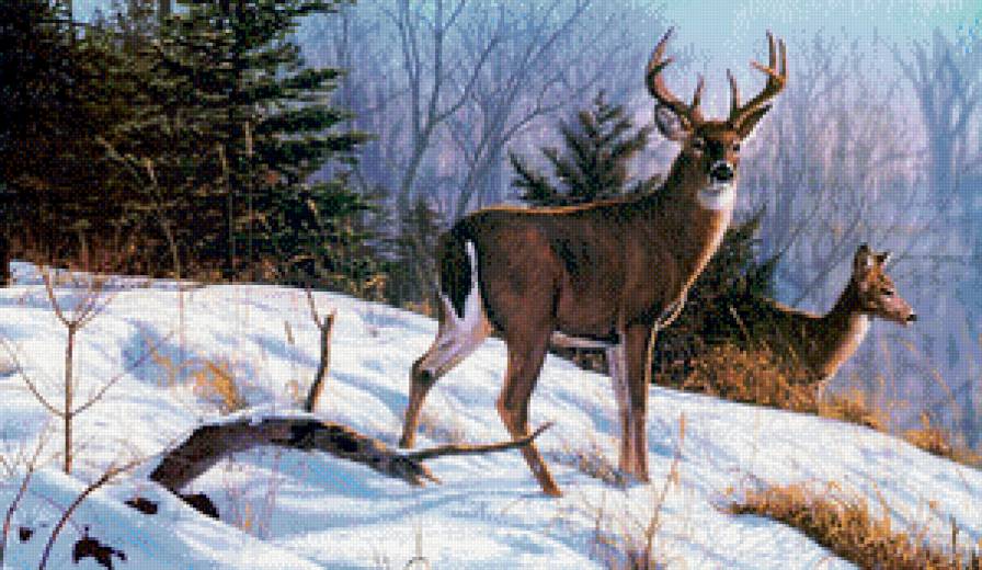 олени - олени, зима, лес - предпросмотр