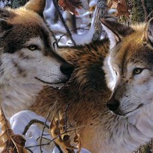 Схема вышивки «волки»