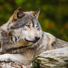 Схема вышивки «волк»