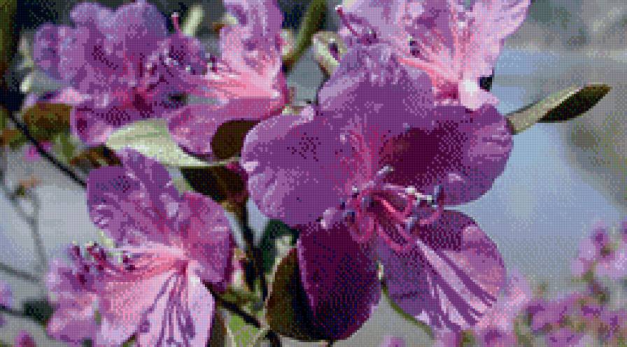 багульник - предпросмотр