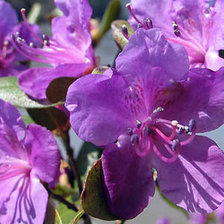 Схема вышивки «багульник»