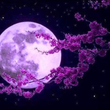Схема вышивки «Полнолуние и сакура.»