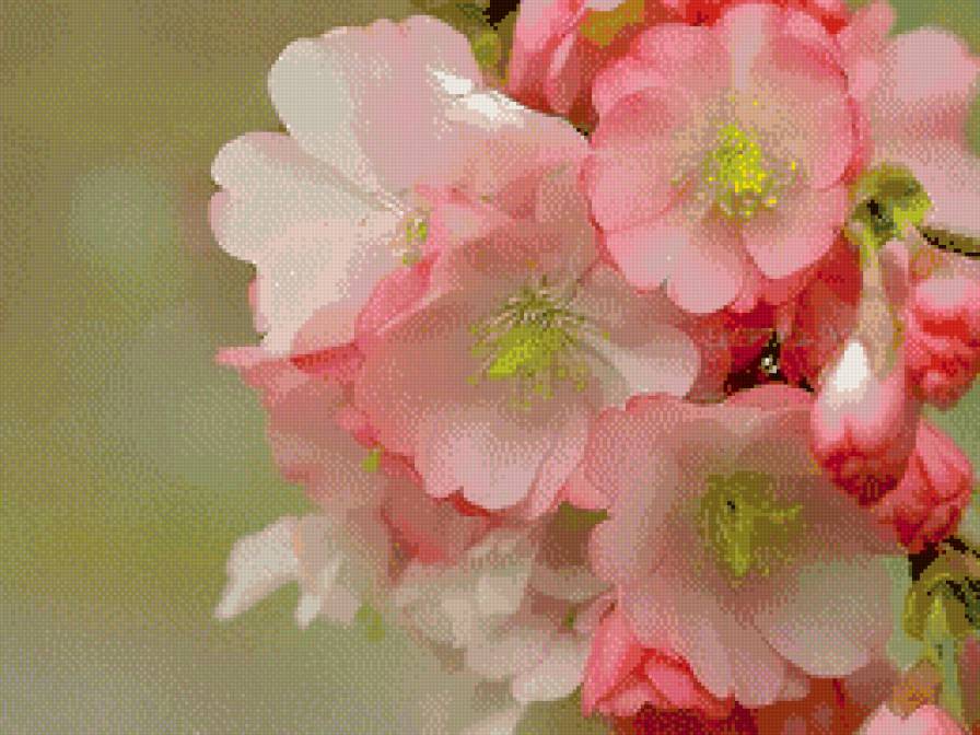 Весна. Яблоневый цвет. - весна, цветение, яблоня - предпросмотр