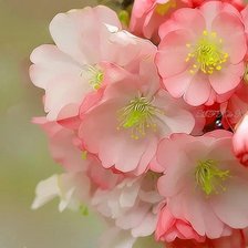 Схема вышивки «Весна. Яблоневый цвет.»