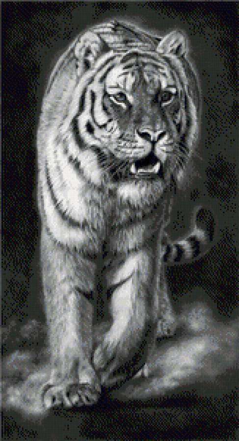 тигр - тигр, дикие животные - предпросмотр