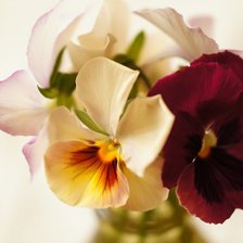 Схема вышивки «Анютені глазки»