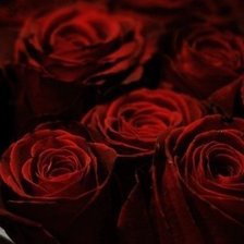 Схема вышивки «Розы»